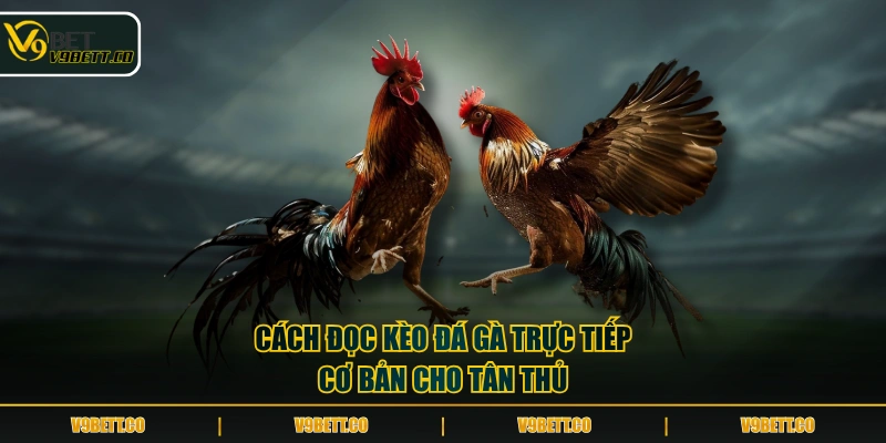 Cách đọc kèo đá gà trực tiếp cơ bản cho tân thủ