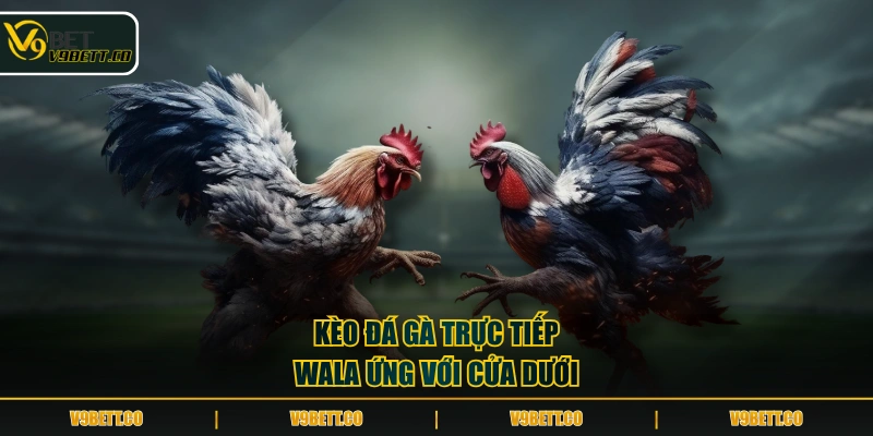 Kèo đá gà trực tiếp Wala ứng với cửa dưới