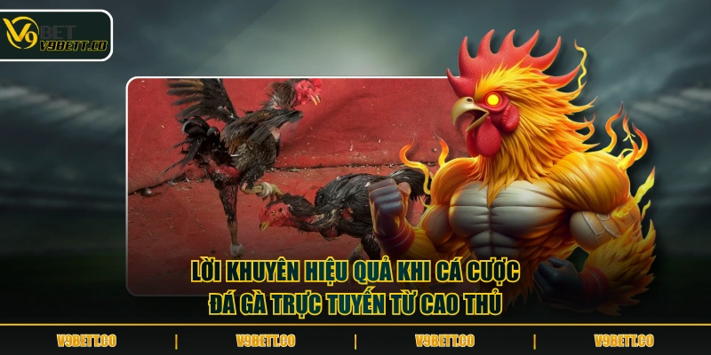 Lời khuyên hiệu quả khi cá cược đá gà trực tuyến từ cao thủ