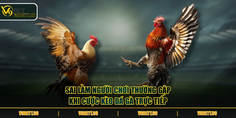 Sai lầm người chơi thường gặp khi cược kèo đá gà trực tiếp