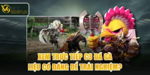Xem Trực Tiếp C3 Đá Gà - Liệu Có Đáng Để Trải Nghiệm?